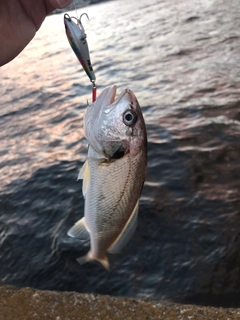 イシモチの釣果