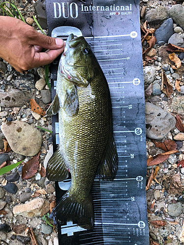 スモールマウスバスの釣果