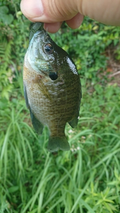 ブルーギルの釣果