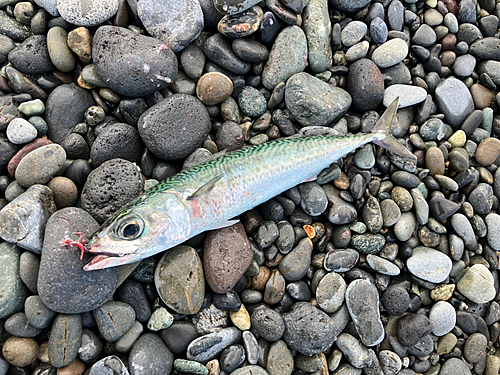 サバの釣果