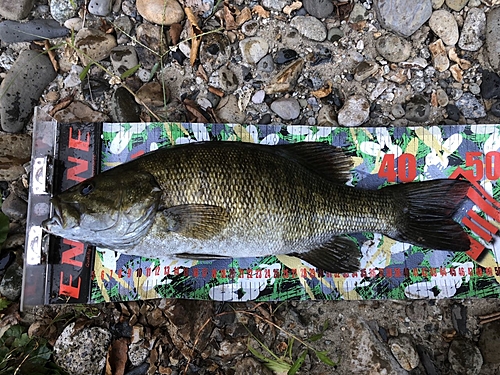 スモールマウスバスの釣果