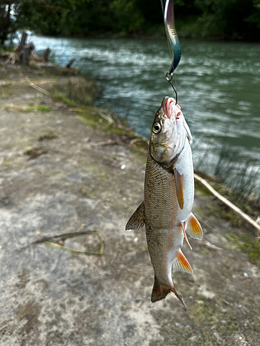 釣果