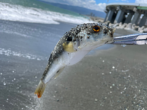 クサフグの釣果