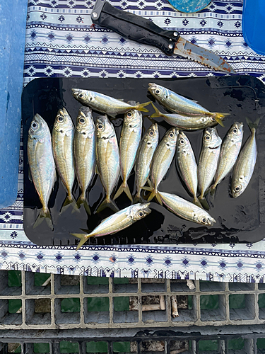 アジの釣果