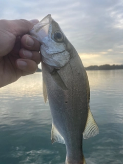 セイゴ（ヒラスズキ）の釣果