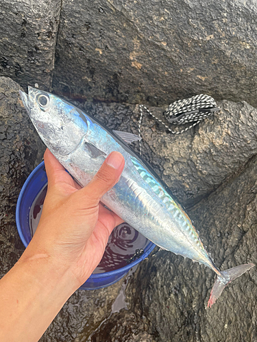 ソウダガツオの釣果