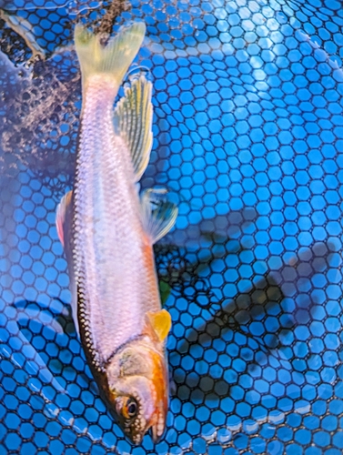 カワムツの釣果