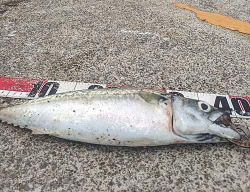 サバの釣果