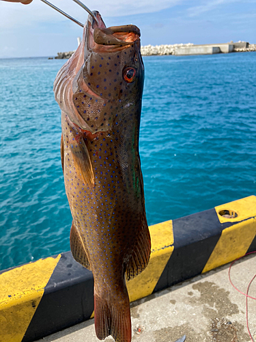 アオノメハタの釣果