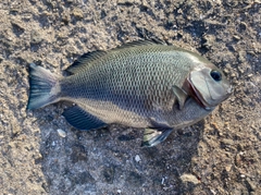 グレの釣果