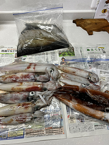 ケンサキイカの釣果