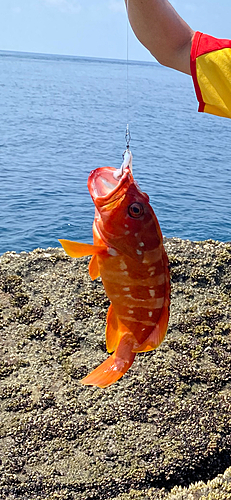 アカハタの釣果