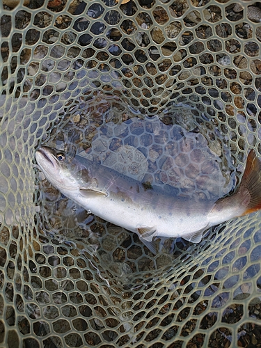 ヤマメの釣果