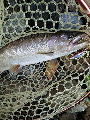 ヤマメの釣果