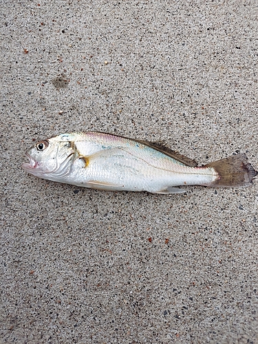 イシモチの釣果