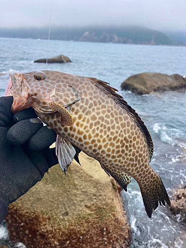 オオモンハタの釣果