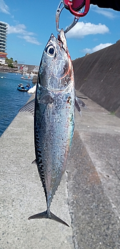 ソウダガツオの釣果