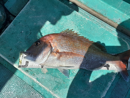 マダイの釣果