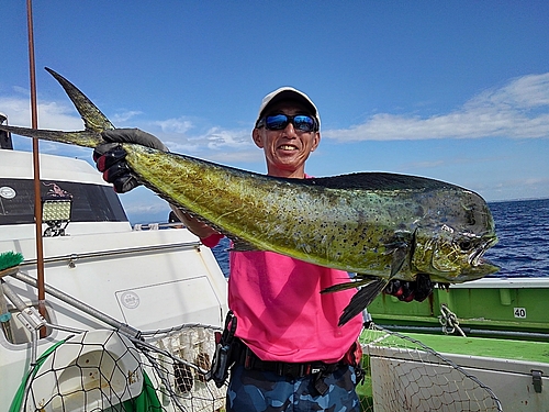 シイラの釣果