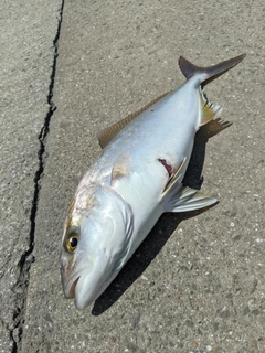 ネリゴの釣果