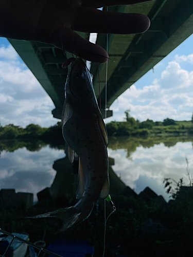 アメリカナマズの釣果