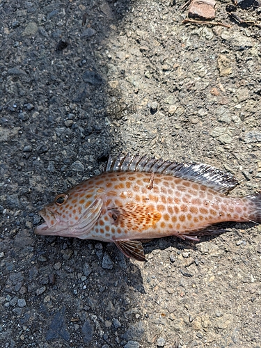 オオモンハタの釣果