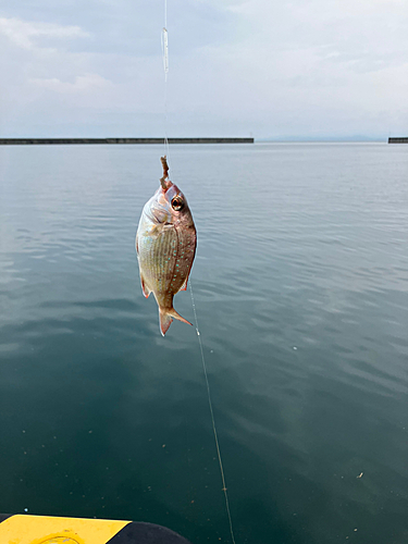 チャリコの釣果