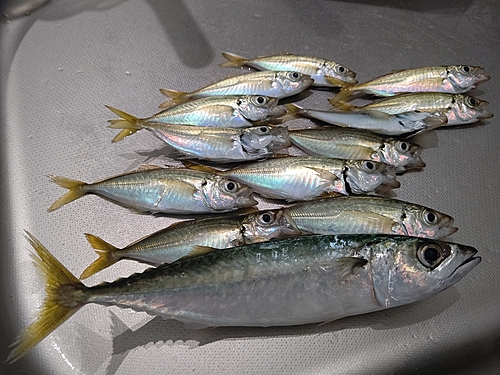 アジの釣果