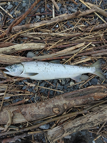 アキアジの釣果