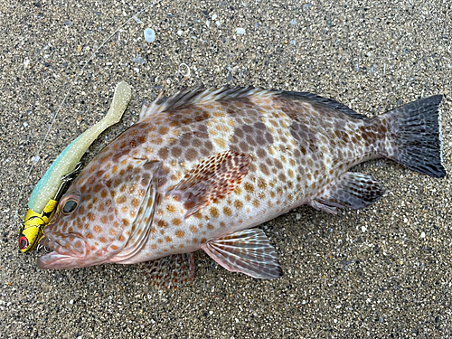 オオモンハタの釣果