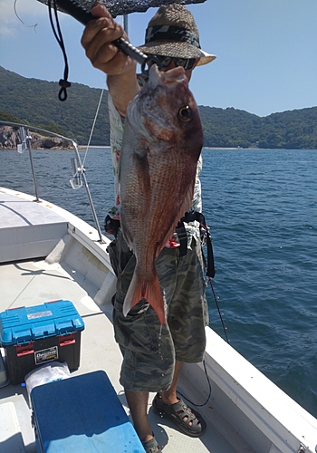 タイの釣果