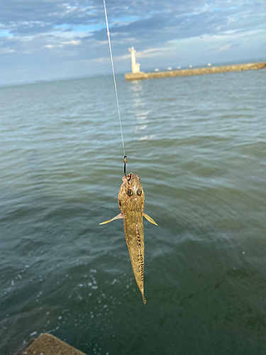 ハゼの釣果