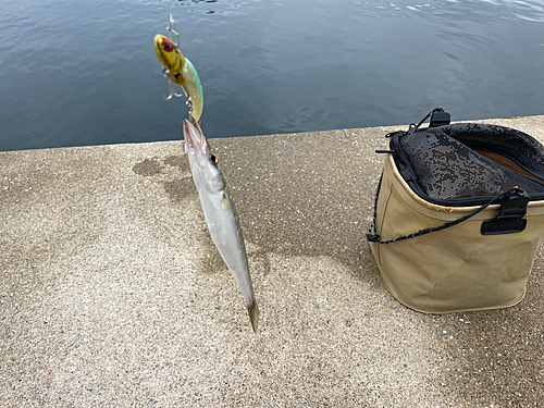 カマスの釣果