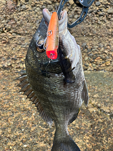 チヌの釣果