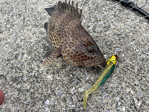 オオモンハタの釣果