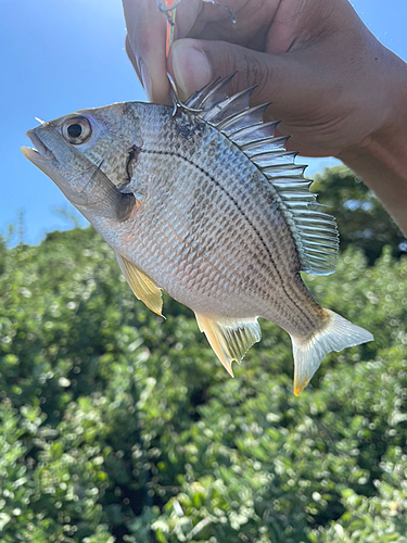 キビレの釣果