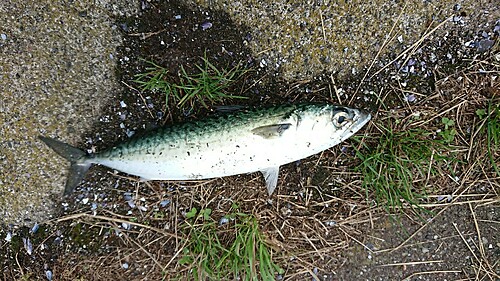 マサバの釣果