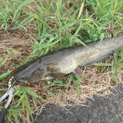 マナマズの釣果