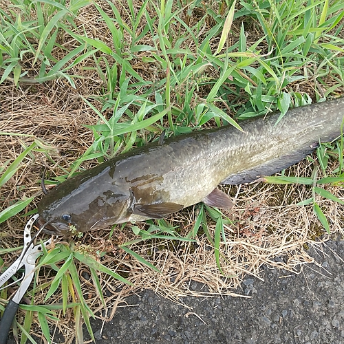 マナマズの釣果