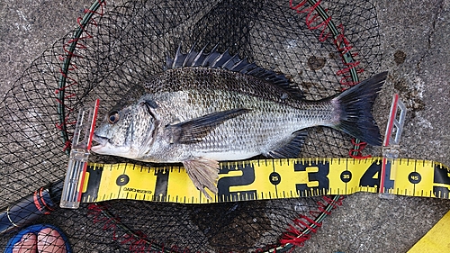 クロダイの釣果