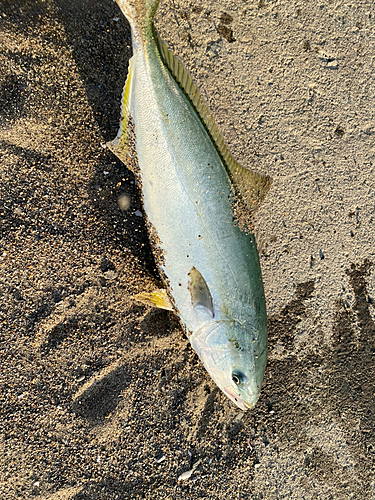 イナダの釣果