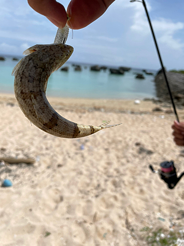 エソの釣果