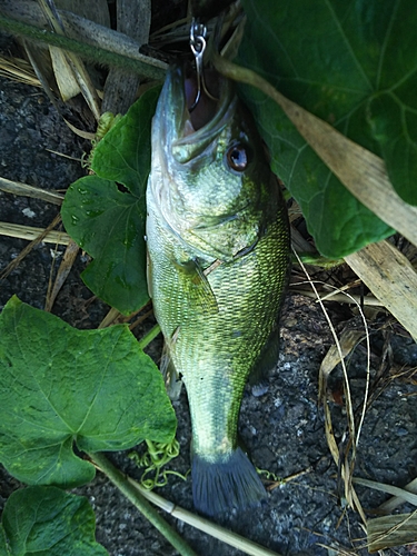 ラージマウスバスの釣果