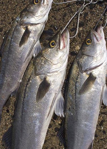 スズキの釣果