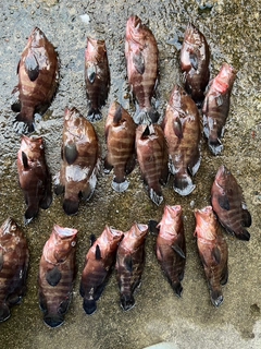 ヤミハタの釣果