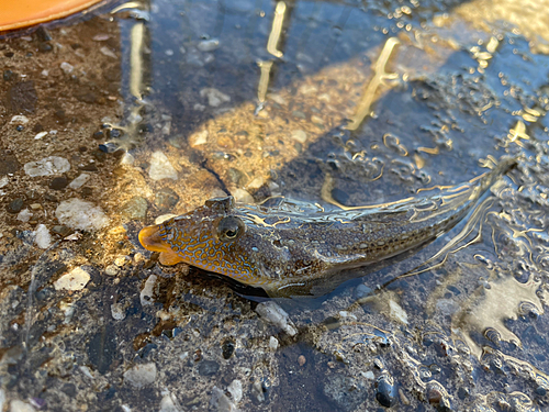 メゴチの釣果