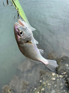 シログチの釣果