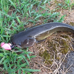 マナマズの釣果