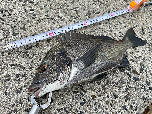 クロダイの釣果