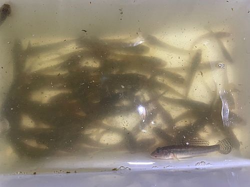 マハゼの釣果